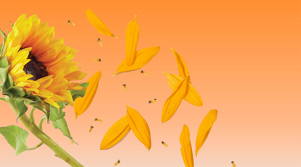 Why Sunflower Seed Oil May Be Skincare’s Miracle Ingredient